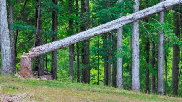 Pannelli in legno e costi produttivi